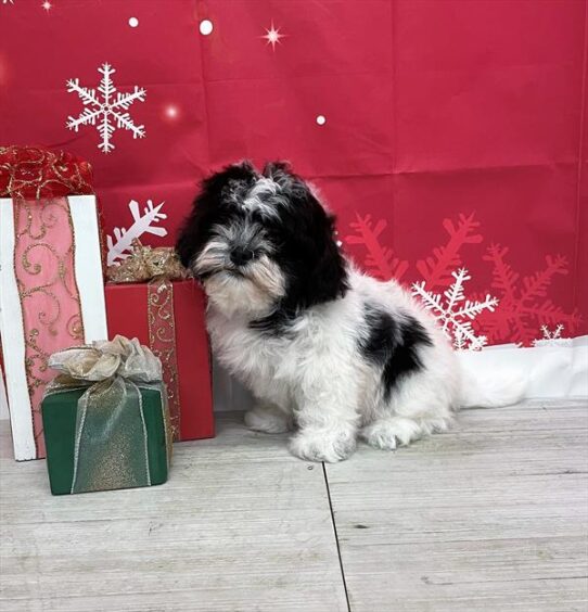 Teddy Bear DOG Male Black / White 4935 Petland Pensacola, Florida