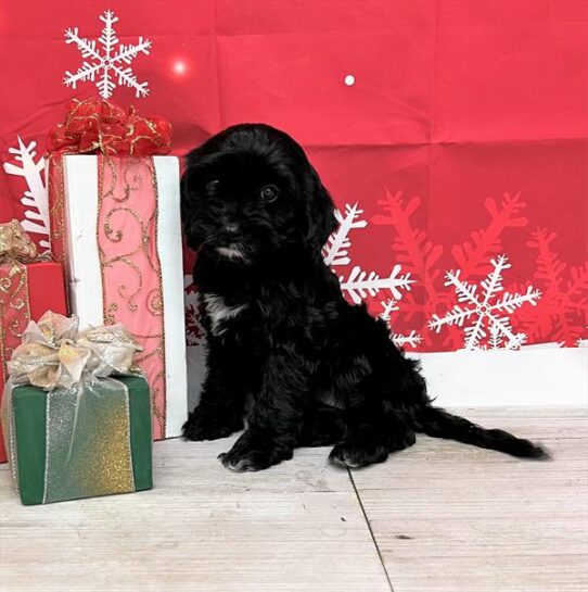 Cavapoo DOG Female Black 4937 Petland Pensacola, Florida