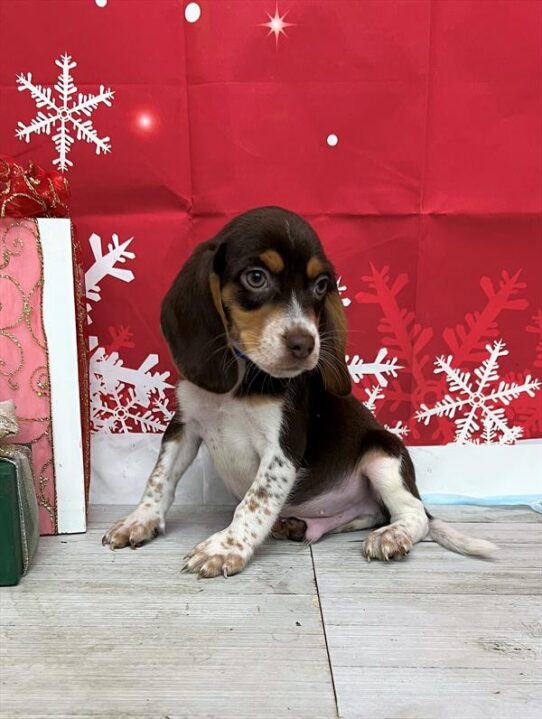 Beagle DOG Male Chocolate White Tan 4938 Petland Pensacola, Florida