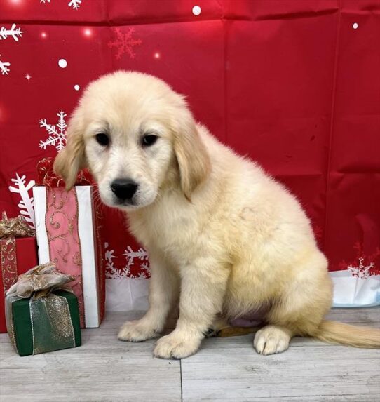 Golden Retriever DOG Male Light Golden 4939 Petland Pensacola, Florida