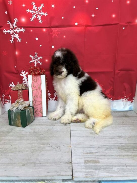 Bernedoodle-DOG-Female-Chocolate-4941-Petland Pensacola, Florida