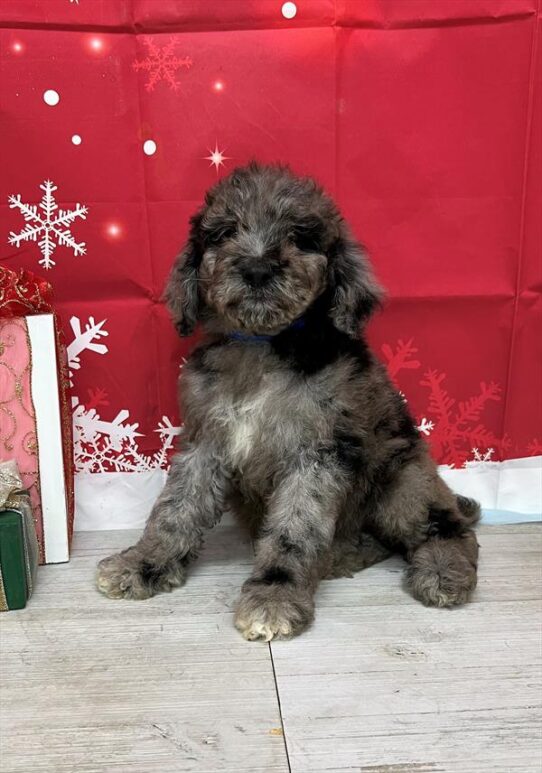 Poodle Standard-DOG-Male-Blue Merle-4942-Petland Pensacola, Florida