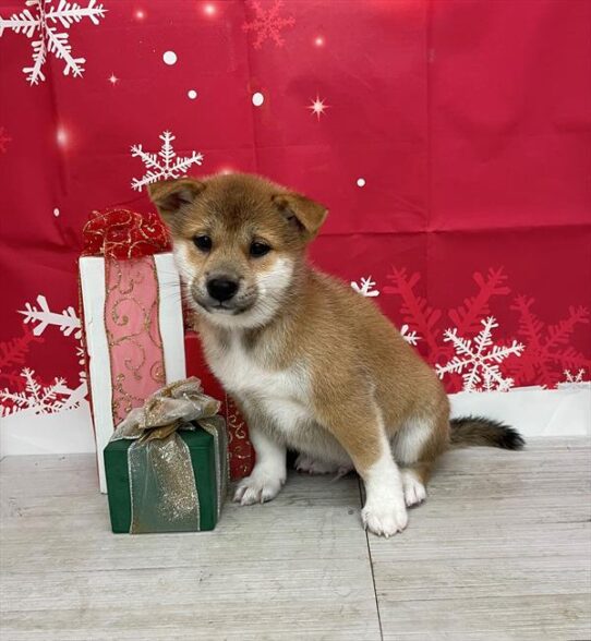 Shiba Inu DOG Male Red / White 4943 Petland Pensacola, Florida