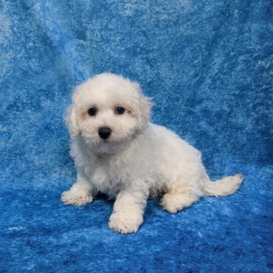 Bichon DOG Male White 833 Petland Pensacola, Florida