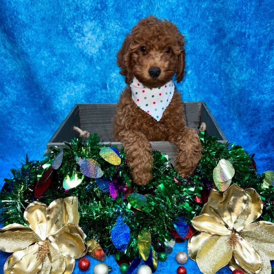 Poodle DOG Female Red 4921 Petland Pensacola, Florida