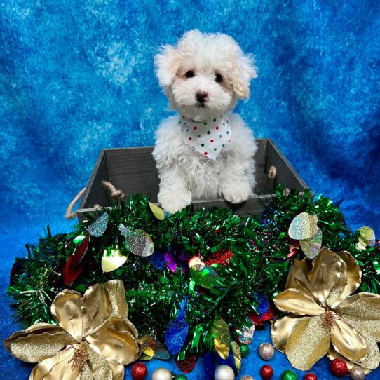 Maltipoo DOG Male White 4920 Petland Pensacola, Florida