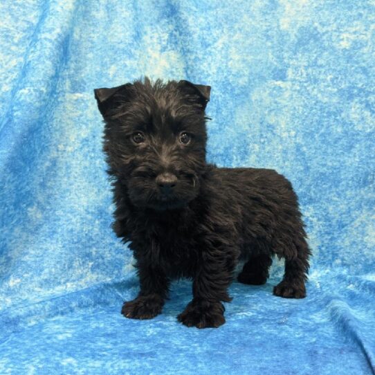 Scottish Terrier DOG Male Black 835 Petland Pensacola, Florida