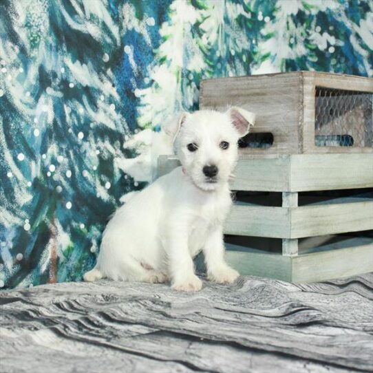 West Highland White Terrier DOG Male White 4977 Petland Pensacola, Florida