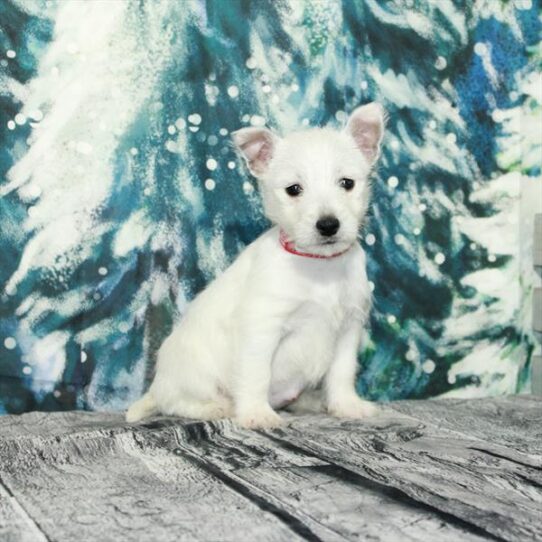 West Highland White Terrier DOG Female White 4978 Petland Pensacola, Florida