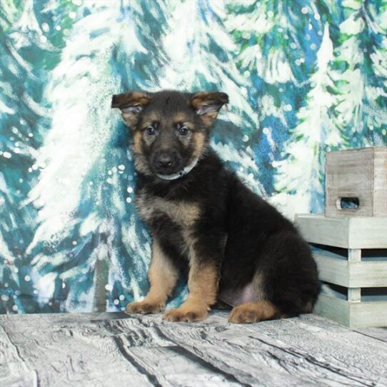 German Shepherd DOG Male Black / Tan 4979 Petland Pensacola, Florida