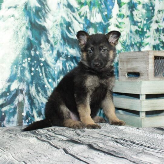 German Shepherd DOG Female Black / Tan 4980 Petland Pensacola, Florida