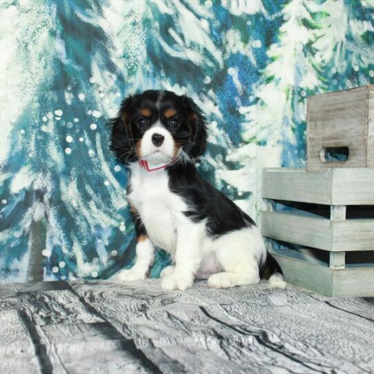 Cavalier King Charles Spaniel-DOG-Male-White Black / Tan-4982-Petland Pensacola, Florida