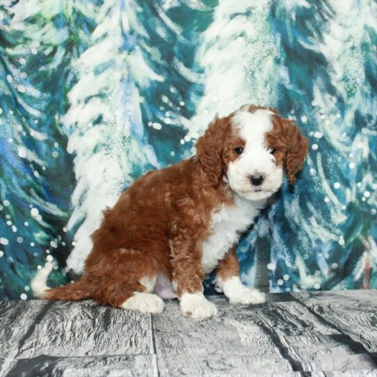 Mini Bernedoodle 2nd Gen DOG Male Red 4983 Petland Pensacola, Florida