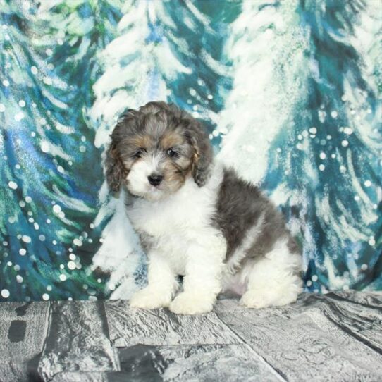 Cockapoo DOG Female Blue Roan / Tan 4984 Petland Pensacola, Florida