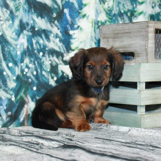 Dachshund DOG Male Red Sable 4985 Petland Pensacola, Florida