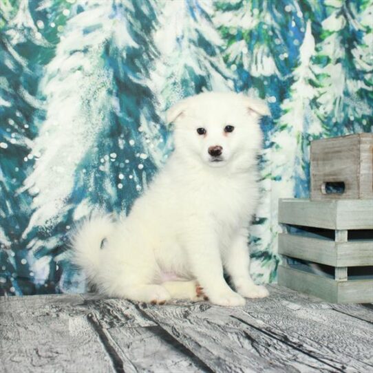 American Eskimo Dog DOG Male White 4986 Petland Pensacola, Florida