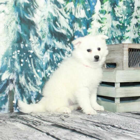 American Eskimo Dog DOG Female White 4987 Petland Pensacola, Florida