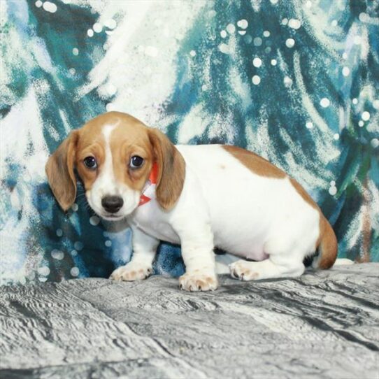 Dachshund DOG Female Red 4988 Petland Pensacola, Florida