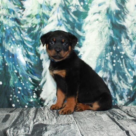 Rottweiler DOG Female Black / Rust 4989 Petland Pensacola, Florida