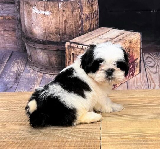 Shih Tzu DOG Male Black / White 4990 Petland Pensacola, Florida