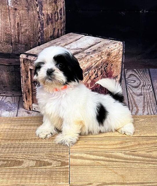 Shih Tzu DOG Female Black / White 4991 Petland Pensacola, Florida