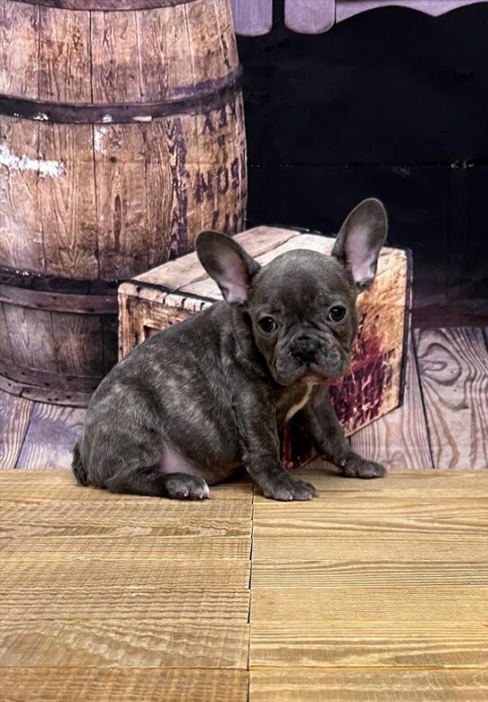 French Bulldog DOG Male Blue Brindle 4992 Petland Pensacola, Florida