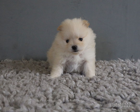 Pomeranian DOG Female Cream 4993 Petland Pensacola, Florida