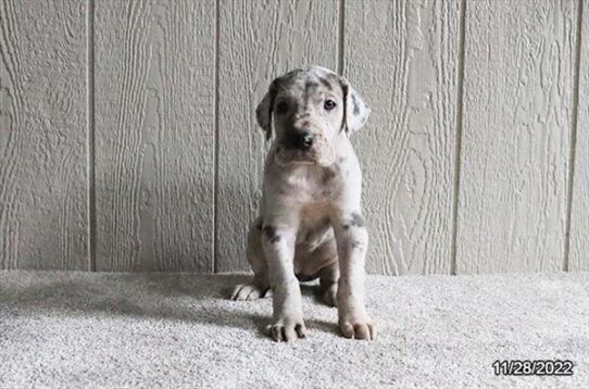 Great Dane DOG Female Merlequin 4997 Petland Pensacola, Florida