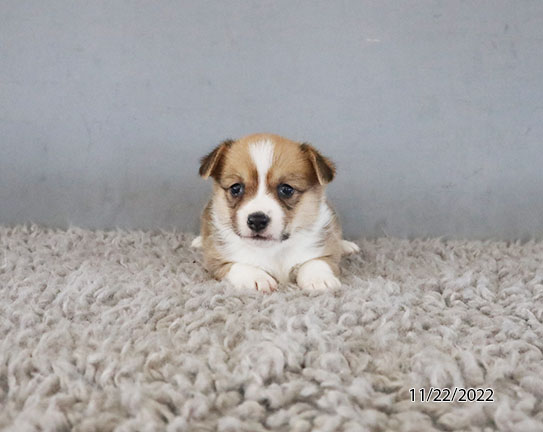 Pembroke Welsh Corgi DOG Female Red / White 4999 Petland Pensacola, Florida