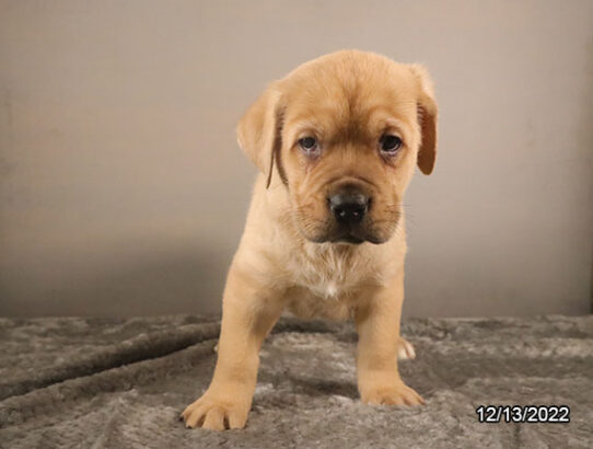 Cane Corso-DOG-Male-Fawn-5000-Petland Pensacola, Florida