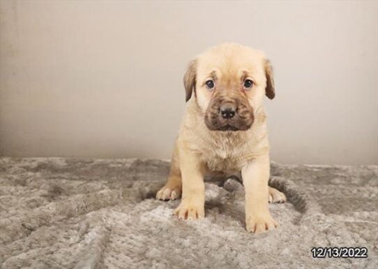 Cane Corso-DOG-Female-Fawn-5001-Petland Pensacola, Florida