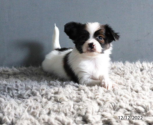 Papillon DOG Male White / Brown 5002 Petland Pensacola, Florida