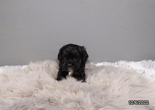 Cocker Spaniel DOG Female Black / White 5003 Petland Pensacola, Florida