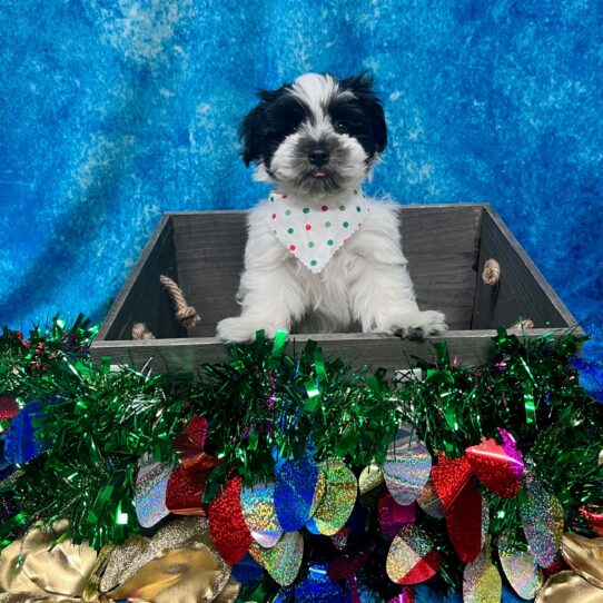 Havanese DOG Male Black 4995 Petland Pensacola, Florida