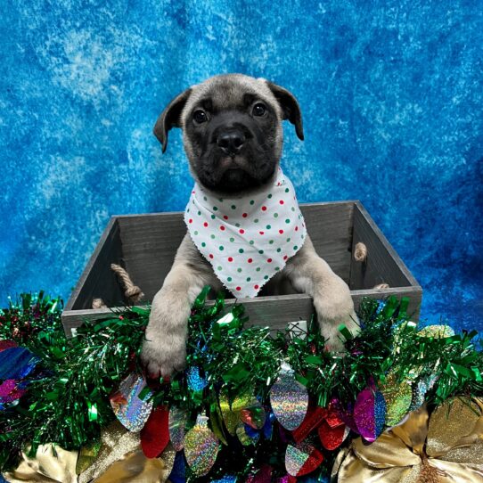 Bullmastiff DOG Male Fawn 4996 Petland Pensacola, Florida