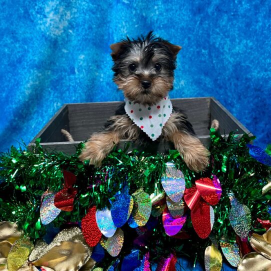 Silky Terrier DOG Female Black/Tan 5010 Petland Pensacola, Florida