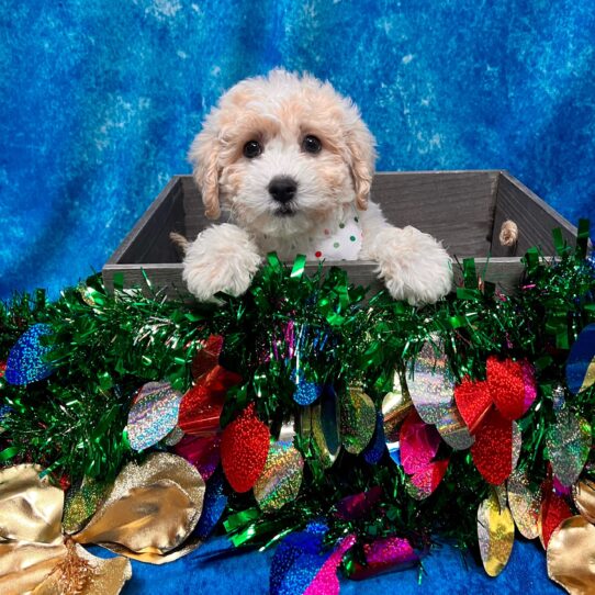 Bichon-Poodle DOG Male Cream 5011 Petland Pensacola, Florida