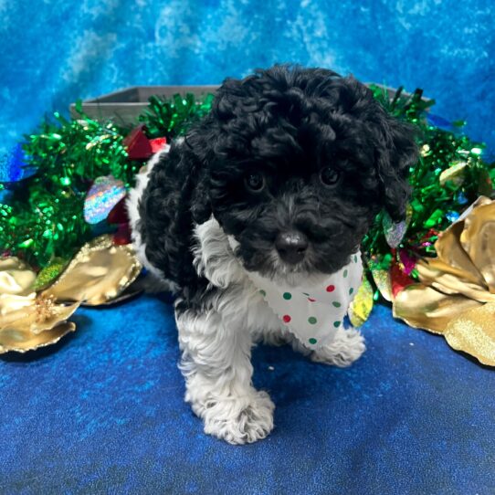 Poodle DOG Female Black/White Parti 5012 Petland Pensacola, Florida