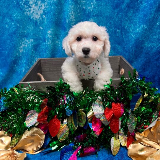 Bichon DOG Male White 5014 Petland Pensacola, Florida