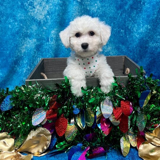 Bichon DOG Female White 5015 Petland Pensacola, Florida