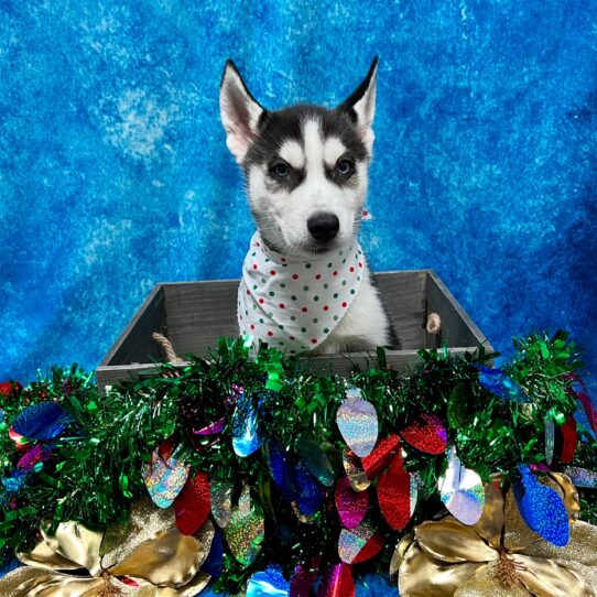 Siberian Husky DOG Male Black/White 5013 Petland Pensacola, Florida