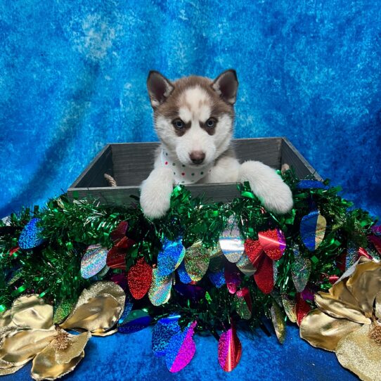 Siberian Husky DOG Female Red/White 5009 Petland Pensacola, Florida