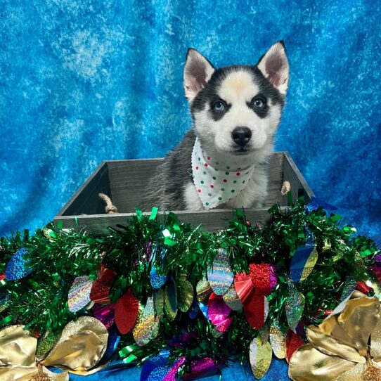 Siberian Husky DOG Male Black/White 5008 Petland Pensacola, Florida