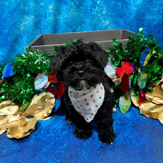 Havanese/Poodle DOG Male Black 5032 Petland Pensacola, Florida