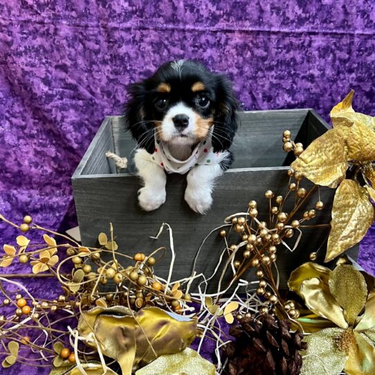 Cavalier King Charles Spaniel DOG Male White Black / Tan 5018 Petland Pensacola, Florida