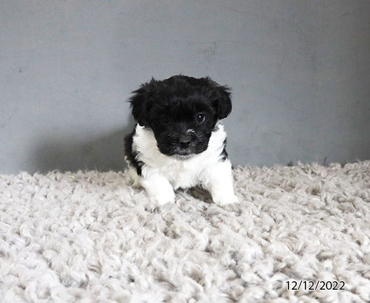 Coton De Tulear DOG Male Black / White 5042 Petland Pensacola, Florida