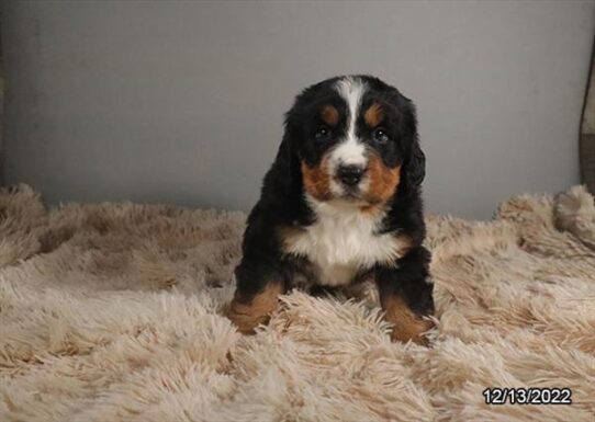 Bernese Mountain Dog DOG Female Black White / Tan 5043 Petland Pensacola, Florida