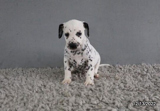 Dalmatian DOG Male White / Black 5045 Petland Pensacola, Florida