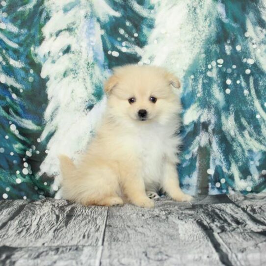 Pomeranian DOG Male Cream 5047 Petland Pensacola, Florida