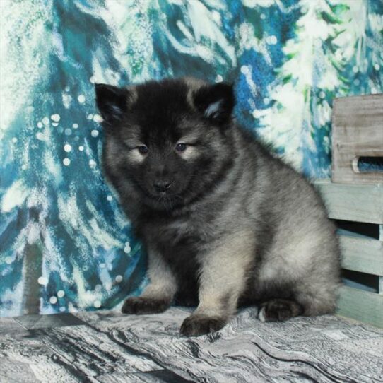 Keeshond DOG Female Silver / Black 5048 Petland Pensacola, Florida